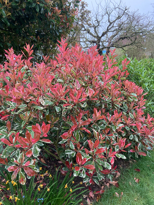 PHOTINIA x FRASERI 'PINK MARBLE'