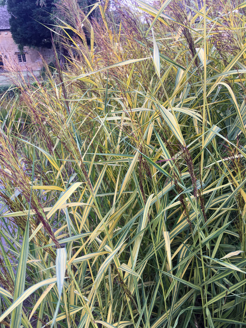 PHRAGMITES AUSTRALIS 'VARIEGATUS'