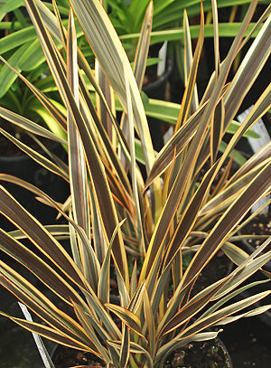 PHORMIUM 'ALISON BLACKMAN'