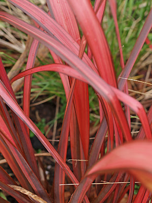 PHORMIUM 'CRIMSON DEVIL'