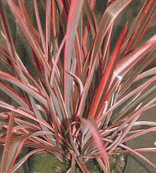 PHORMIUM TENAX 'PYJAMAS'