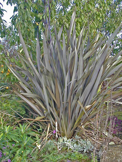 PHORMIUM 'STORMY DAWN'
