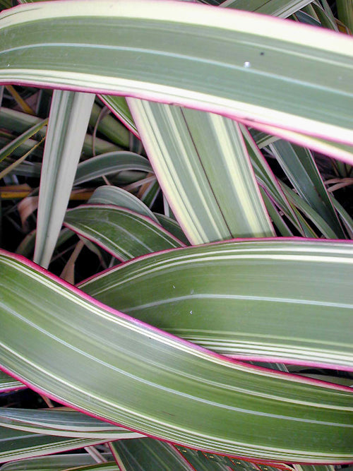 PHORMIUM COOKIANUM subsp.HOOKERI 'TRIColour'