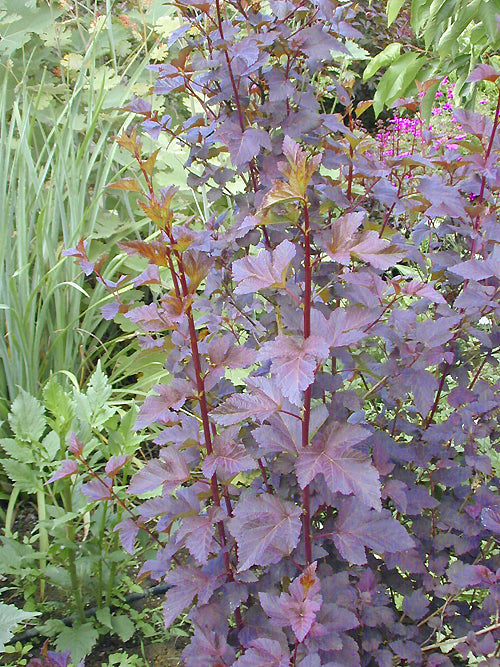 PHYSOCARPUS OPULIFOLIUS 'DIABOLO'