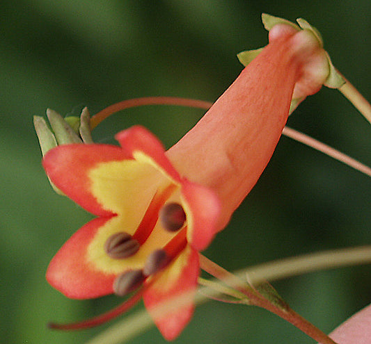 PHYGELIUS x RECTA 'JODIE SOUTHON'