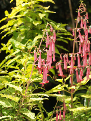 PHYGELIUS 'SUNSHINE'