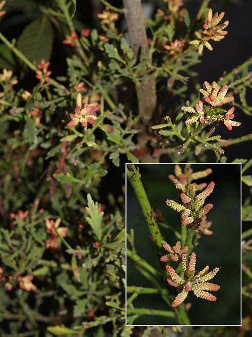 PHYLLOCLADUS ALPINUS