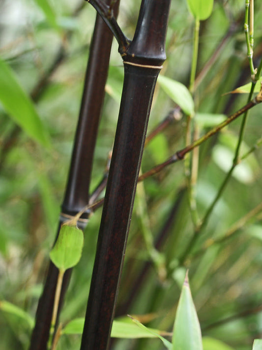 PHYLLOSTACHYS NIGRA