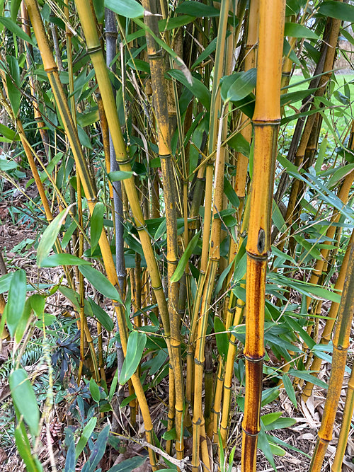 PHYLLOSTACHYS AUREOSULCATA f.SPECTABILIS