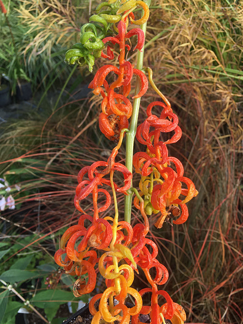 PHYSALIS ALKEKENGI 'MONSTROSUM'