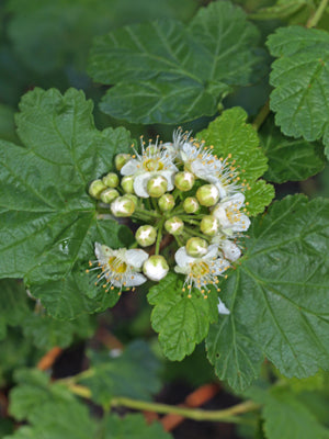 PHYSOCARPUS MALVACEUS NNS 99-416