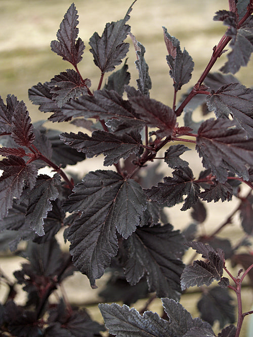 PHYSOCARPUS OPULIFOLIUS 'ALL BLACK'