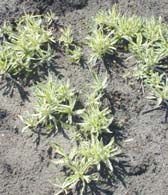 PHYSOSTEGIA VIRGINIANA 'OLYMPUS GOLD'