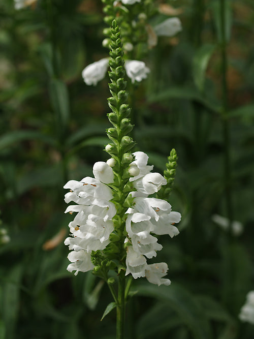 PHYSOSTEGIA VIRGINIANA 'SUMMER SNOW'