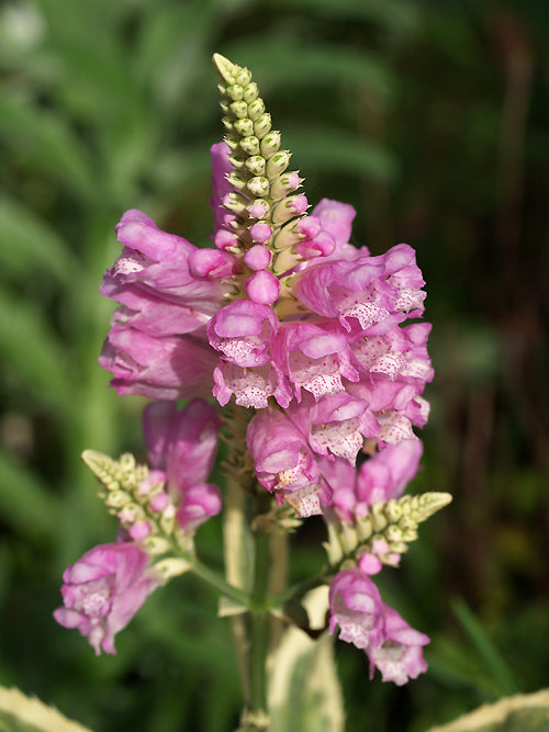 PHYSOSTEGIA VIRGINIANA subsp.SPECIOSA 'VARIEGATA'