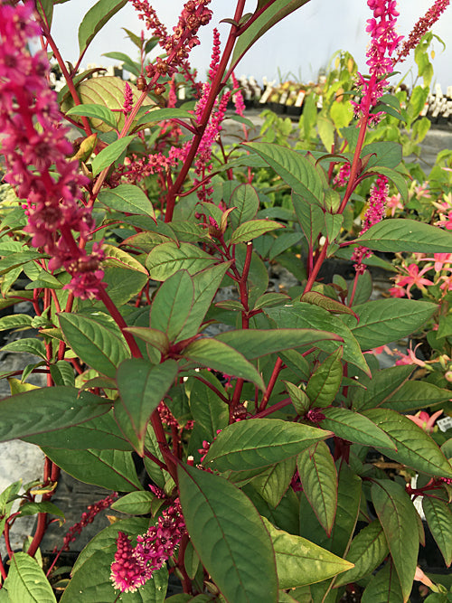 PHYTOLACCA ICOSANDRA PURPURASCENS GROUP
