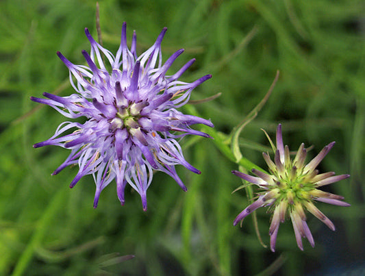 PHYTEUMA SCHEUCHZERI