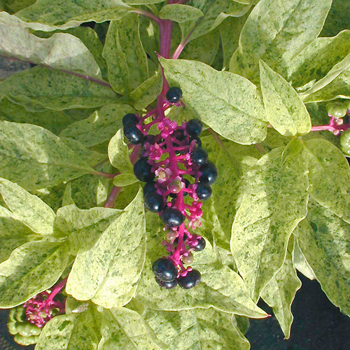 PHYTOLACCA AMERICANA 'SILBERSTEIN'