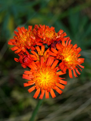 PILOSELLA AURANTIACA