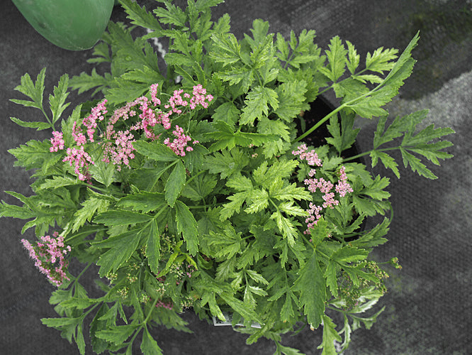 PIMPINELLA MAJOR silvery foliage