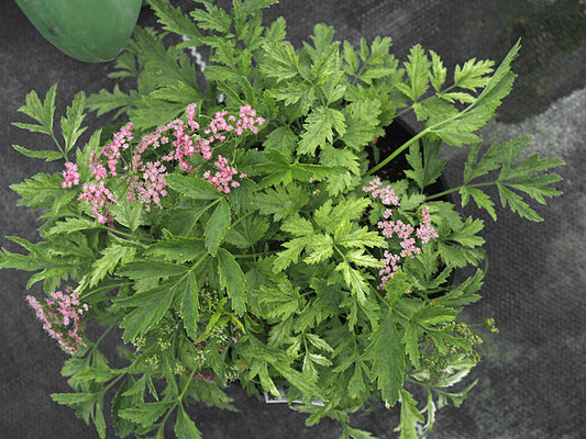 PIMPINELLA MAJOR silvery foliage