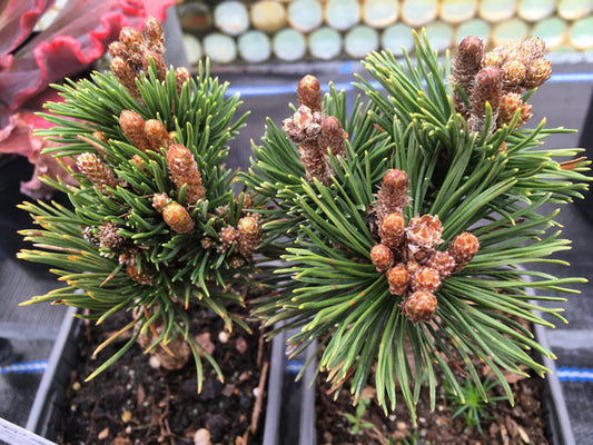 PINUS MUGO 'PICOBELLO'