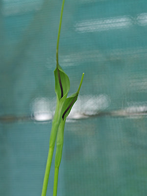 PINELLIA TERNATA