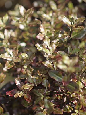 PITTOSPORUM TENUIFOLIUM 'TOM THUMB'