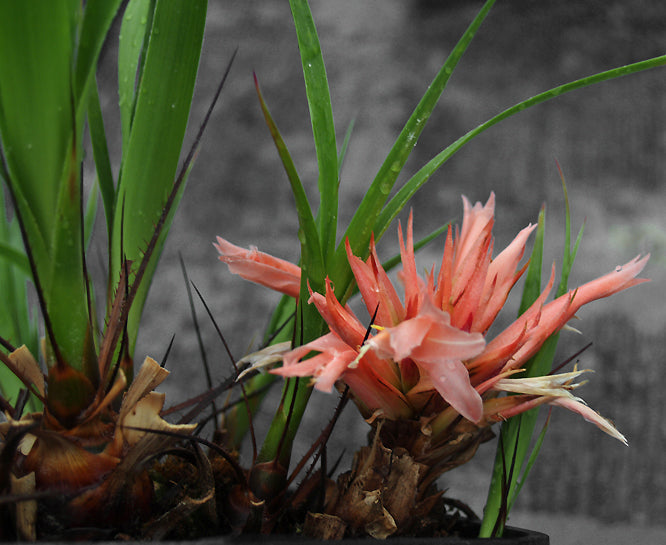 PITCAIRNIA HETEROPHYLLA