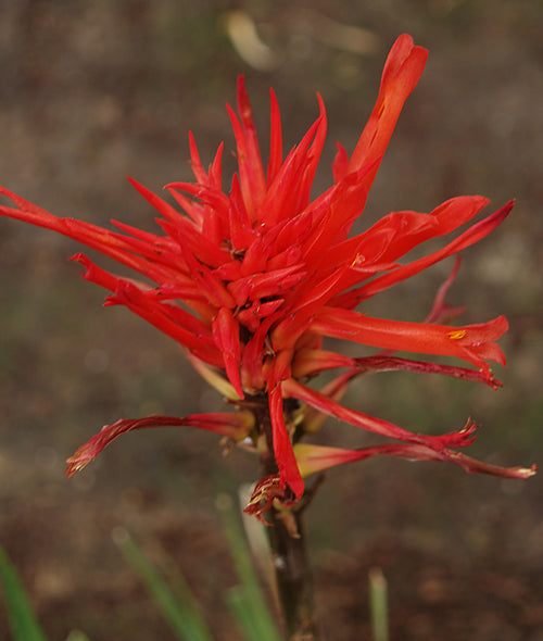PITCAIRNIA RINGENS