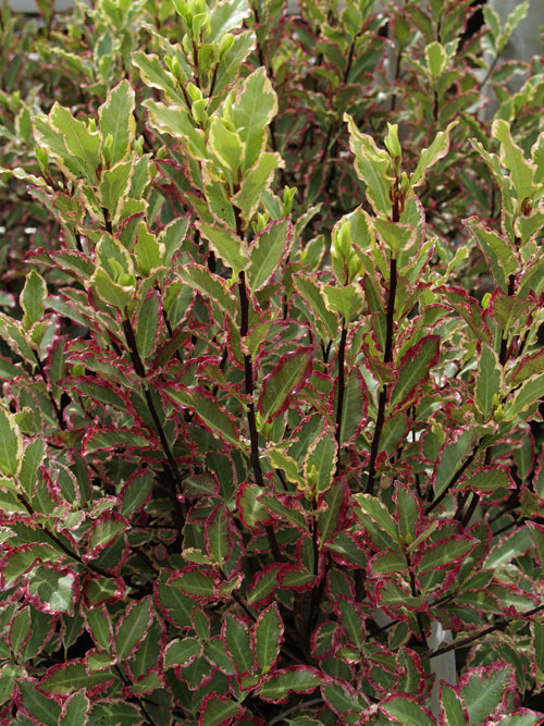 PITTOSPORUM TENUIFOLIUM 'ELIZABETH'