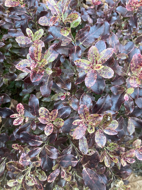 PITTOSPORUM TENUIFOLIUM 'PETITE PLUM'