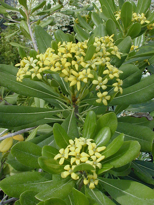 PITTOSPORUM TOBIRA