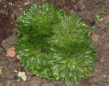 PLANTAGO UNIFLORA