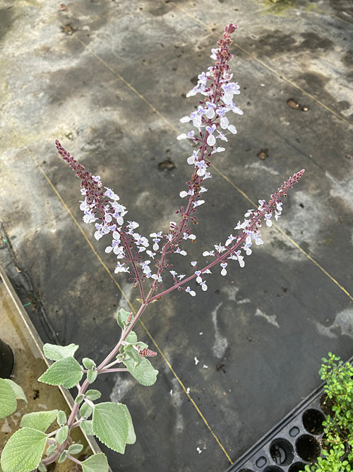 PLECTRANTHUS ARGENTATUS