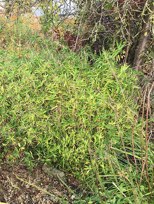 PLEIOBLASTUS PYGMAEUS var.PYGMAEUS 'MINI'