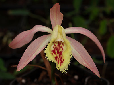 PLEIONE ZEUS WEINSTEIN grex