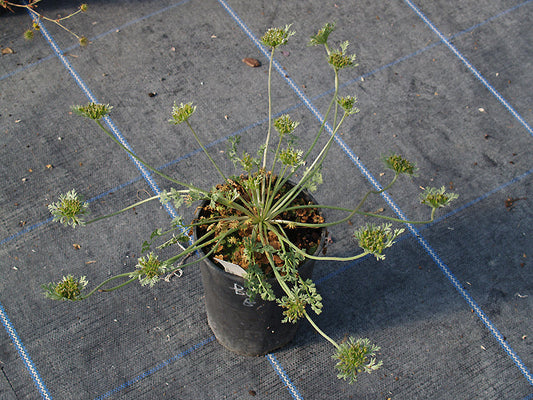 PLEUROSPERMUM aff.STYLOSUM CC 5355