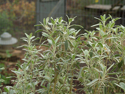 PHLOMIS PURPUREA