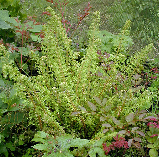 POLYSTICHUM SETIFERUM 'CRISTATOPINNULUM'