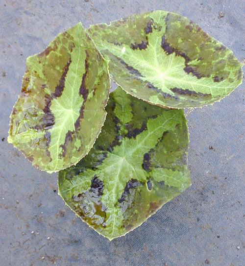 PODOPHYLLUM DIFFORME