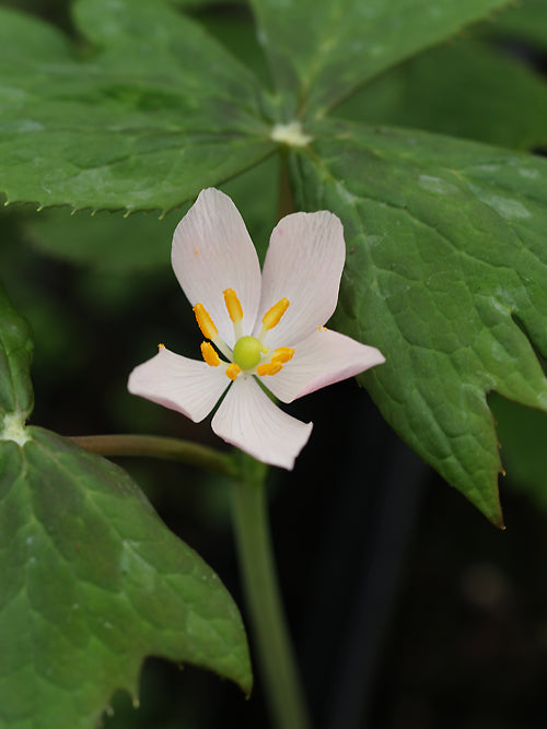 PODOPHYLLUM HEXANDRUM