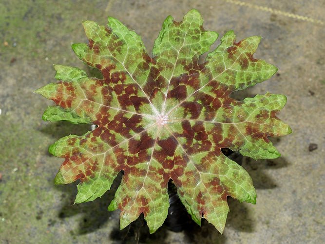 PODOPHYLLUM DELAVAYI marbled foliage