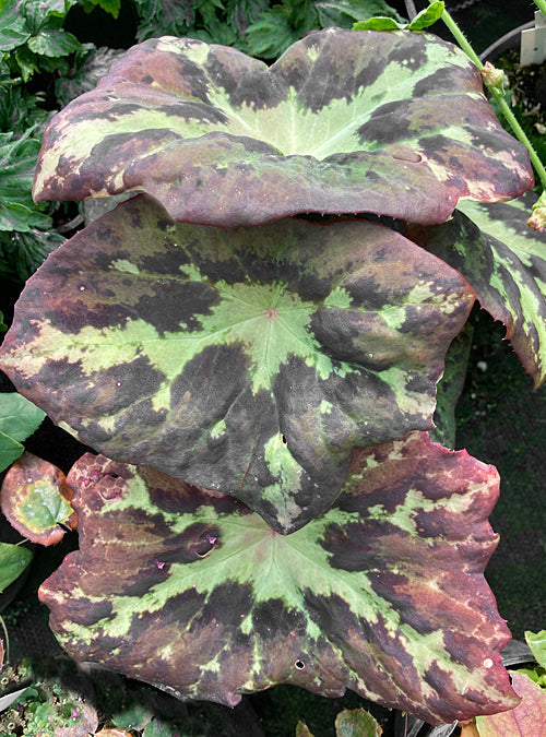 PODOPHYLLUM CHENGII 'HUNAN'