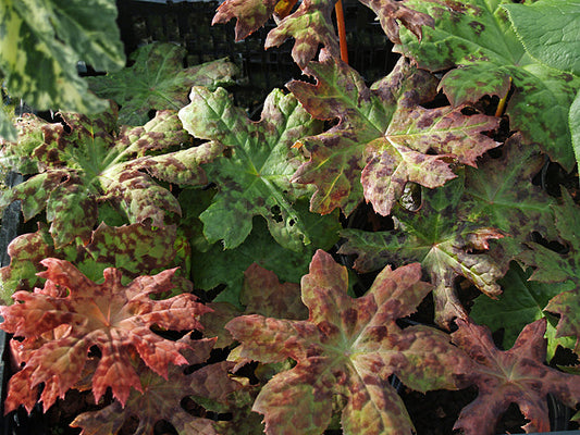 PODOPHYLLUM DELAVAYI  BSWJ 5351