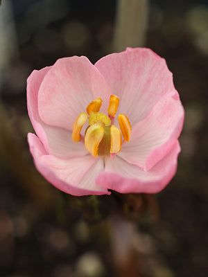 PODOPHYLLUM HEXANDRUM 'MAJUS'