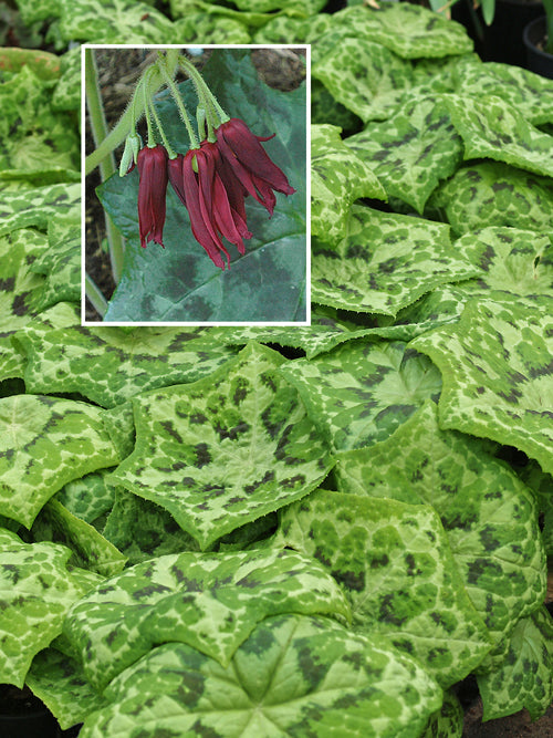 PODOPHYLLUM 'KALEIDOSCOPE'