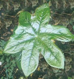 PODOPHYLLUM hybrid clone 1