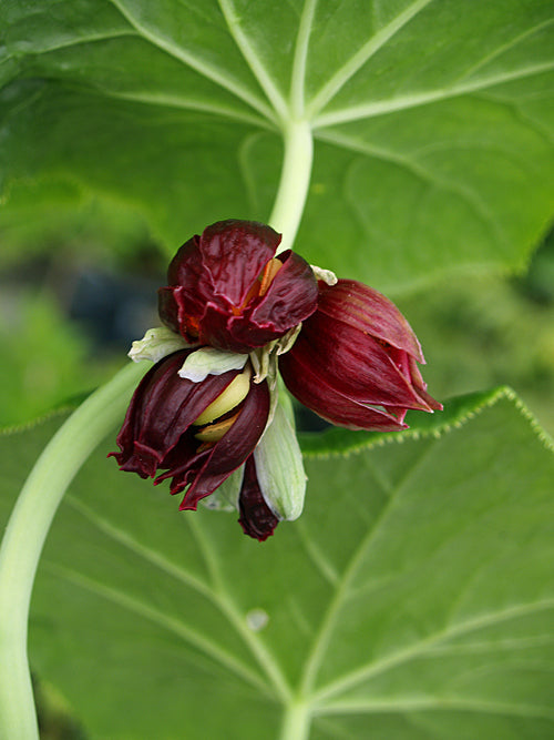 PODOPHYLLUM PLEIANTHUM