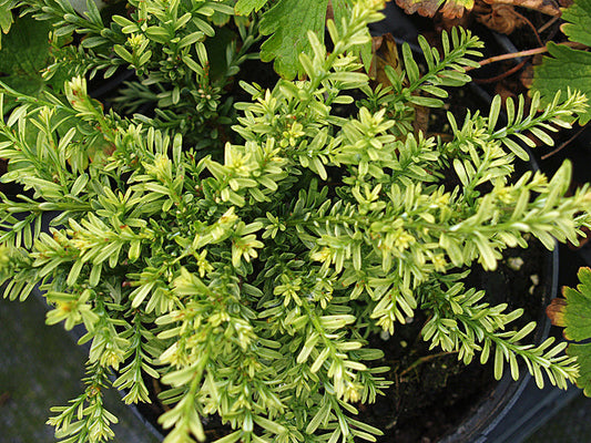 PODOCARPUS NIVALIS 'KILWORTH CREAM'